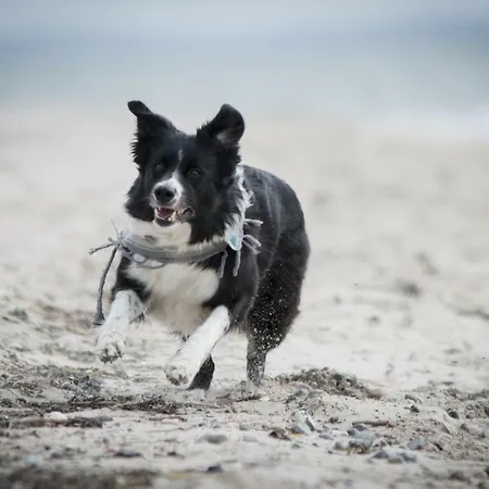 White Pearl 4 01 * Timmendorfer Strand